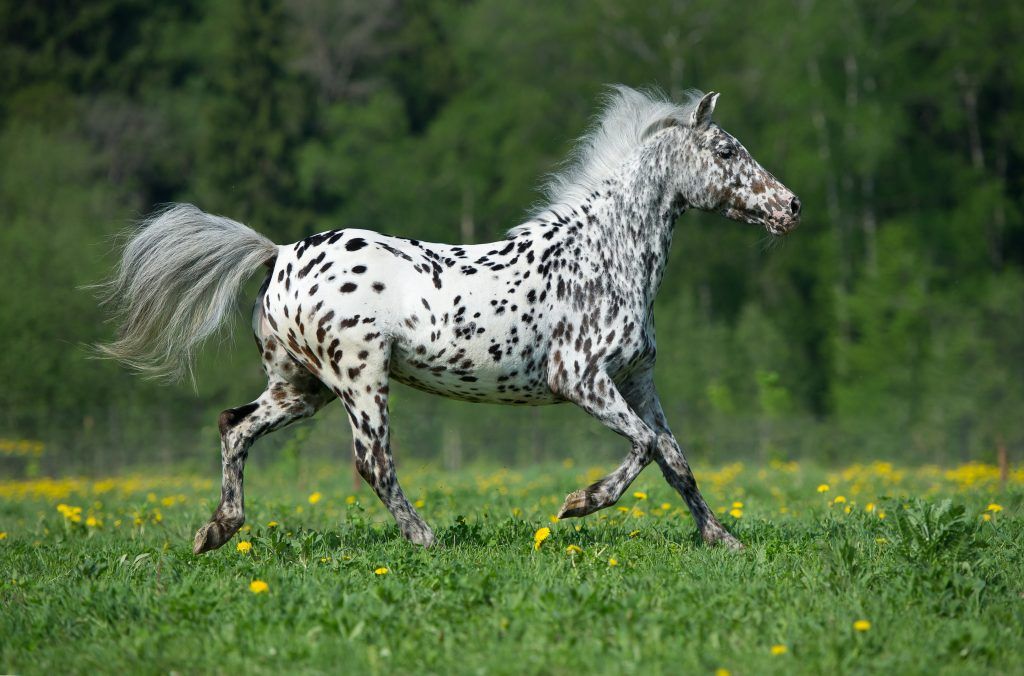 Mga Katangian ng Appaloosa pony