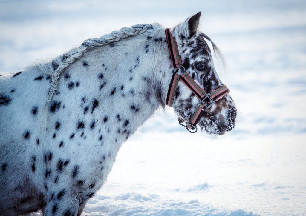 Postava Appaloosa poníka