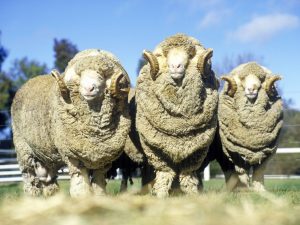 Paglalarawan ng Australian Merino