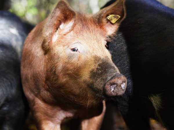 Lahi ng baboy na tamworth