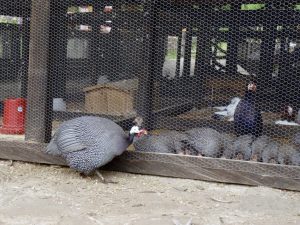 Brooder para sa turkey poults