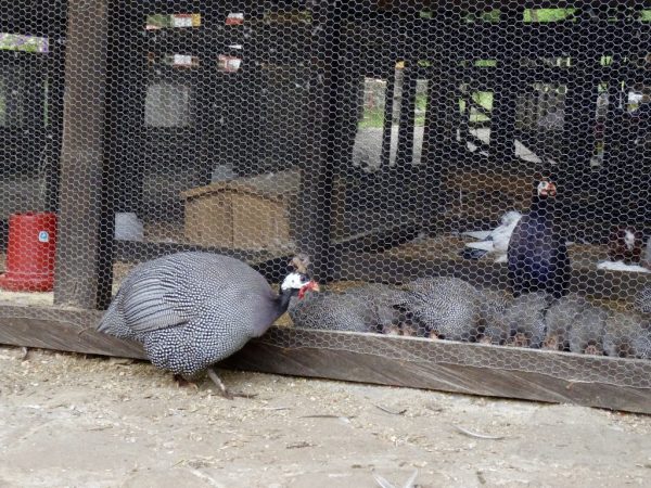 Brooder para sa mga turkey poult