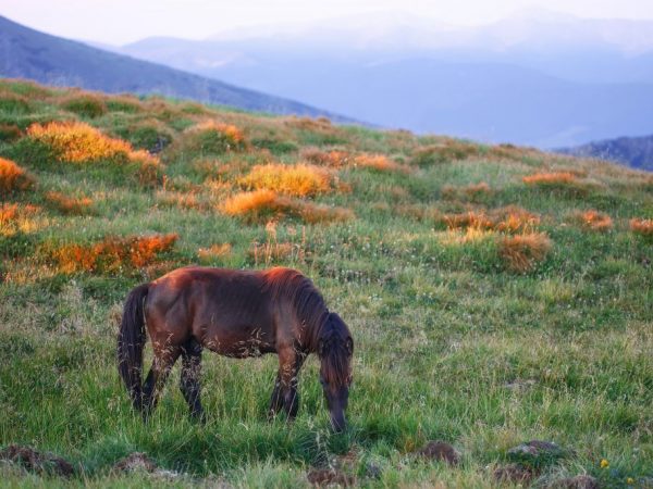 Roan horse na kulay ng kastanyas