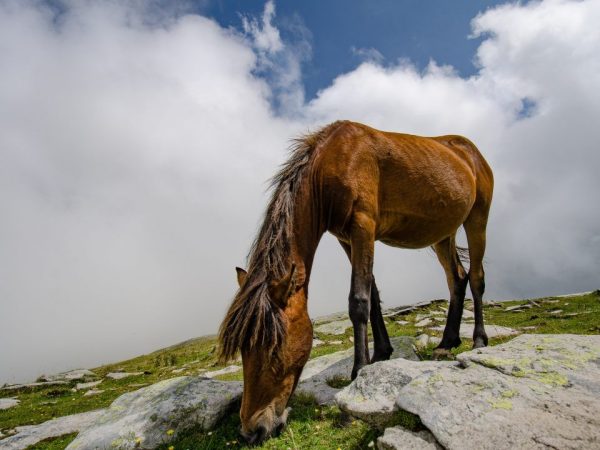 Roan horse