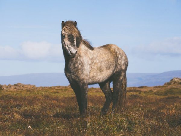 Savrasov roan horse