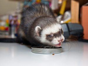 Comment nourrir votre furet à la maison