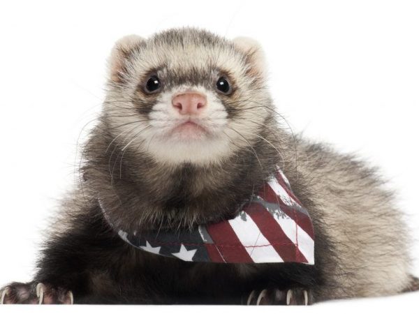 Ang hitsura ng American Blackfoot ferrets