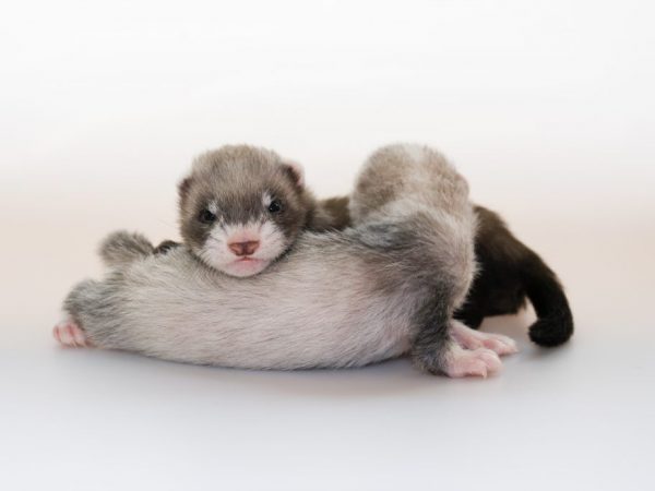 American Blackfoot Ferrets Pamumuhay