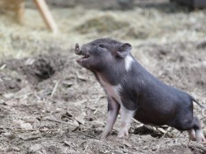 Pandekorasyon na baboy