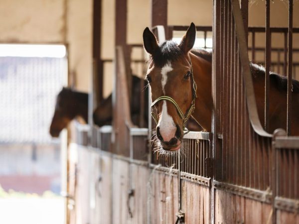 A lovaknak kapcsolatba kell lépniük rokonaikkal