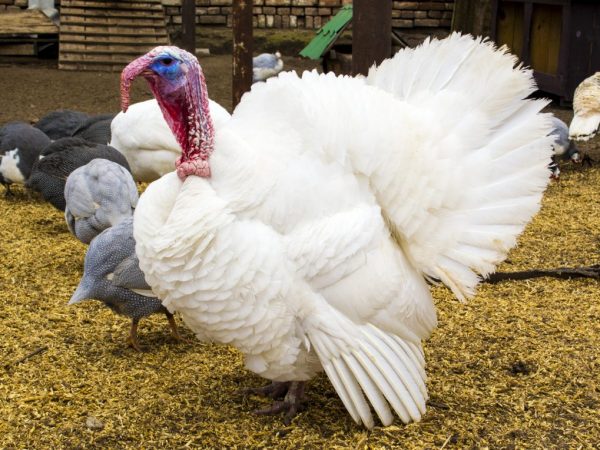 Kinakailangan na magkaroon ng ideya tungkol sa mga karamdaman ng manok