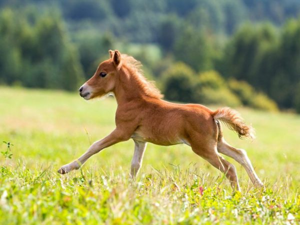 Paglalarawan ng Falabella horse