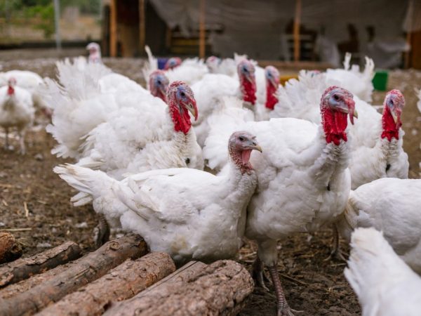 Ang pagiging epektibo ng Furazolidone para sa mga turkey poult