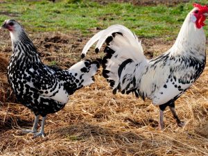 Paglalarawan ng lahi ng manok na Hamburg