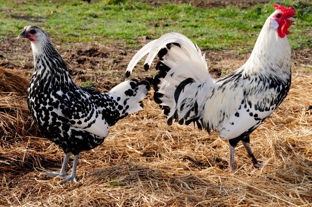 Paglalarawan ng lahi ng manok na Hamburg