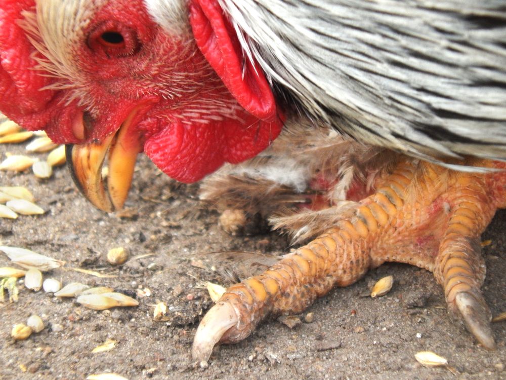 Mga tampok sa nutrisyon ng mga manok ng Hamburg