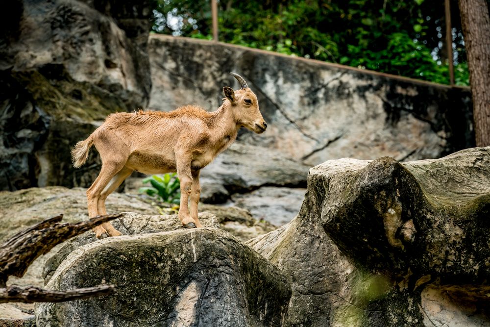 Argali na tupa