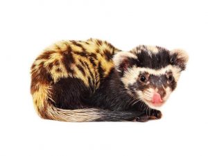 Mga katangian ng ferret breed Dressing