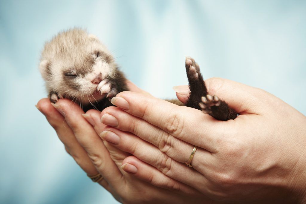 Mga Likas na Bitamina para sa Ferrets