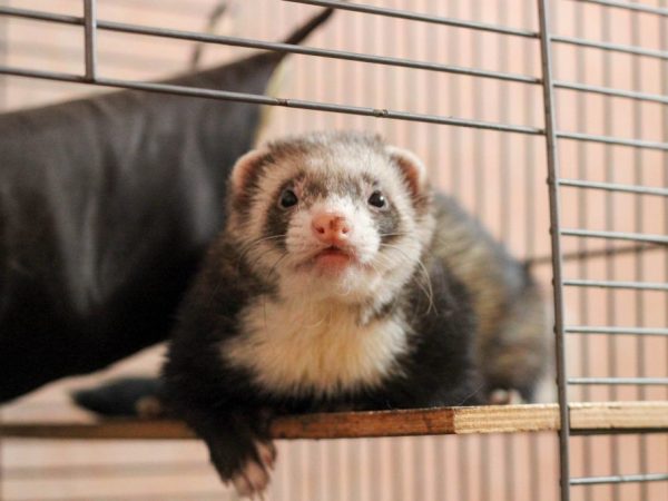 Ferret cage