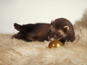 DIY toy tunnel para sa isang pandekorasyon na ferret