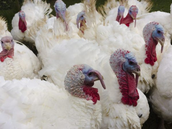 Highbred turkey breed converter