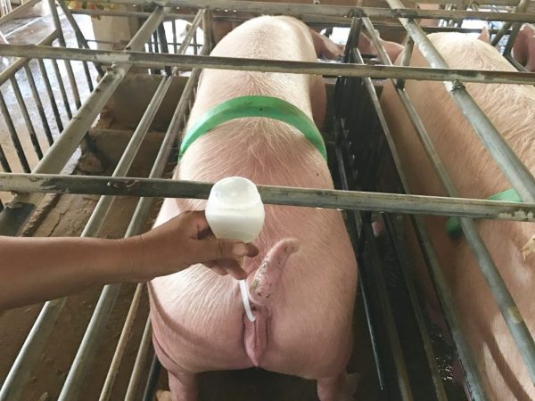 Artipisyal na pagpapabinhi ng mga baboy