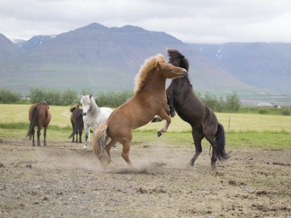 Kasaysayan ng pinagmulan ng lahi ng Icelandic