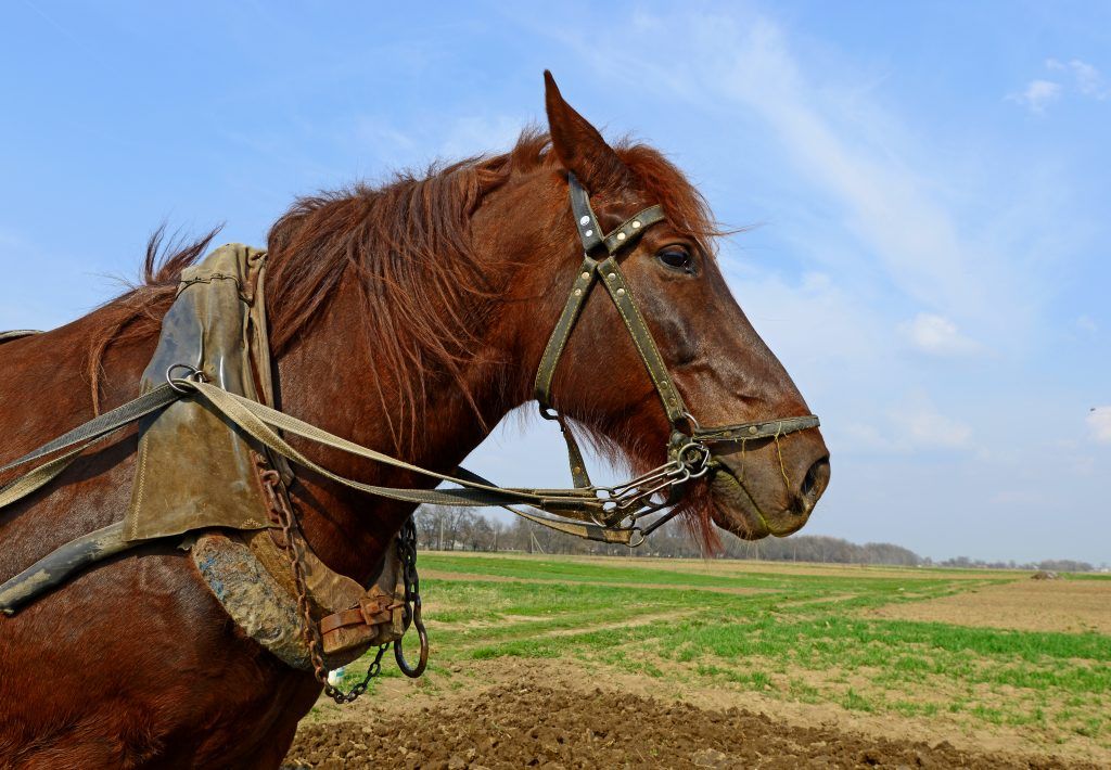 Paano mailagay nang tama ang bridle?