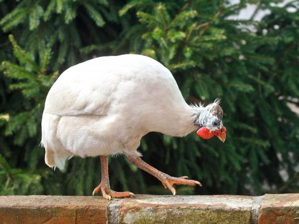 Ang pagkakaiba sa pagitan ng isang babae at isang lalaking guinea fowl