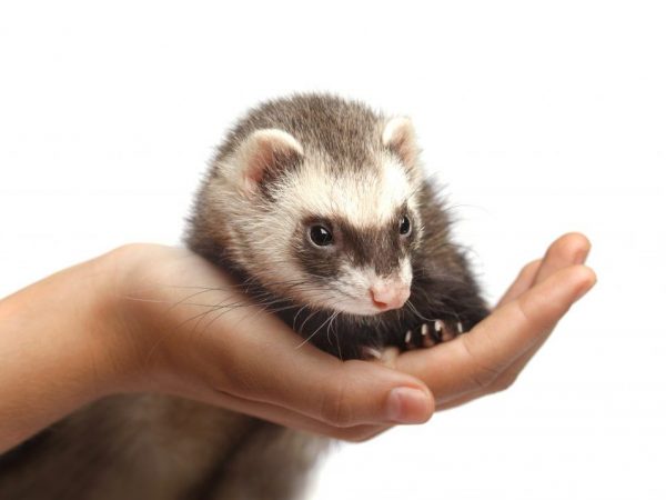 Ang may-ari ay dapat magbigay ng pangangalaga para sa ferret.