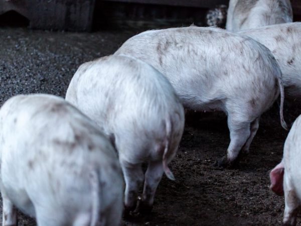 Klasikal na lagnat ng baboy