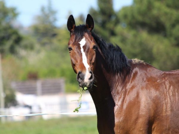 Surnoms pour les chevaux