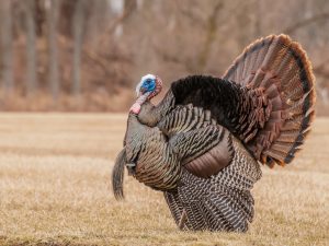 Paggamot ng coccidiosis sa mga turkey poult