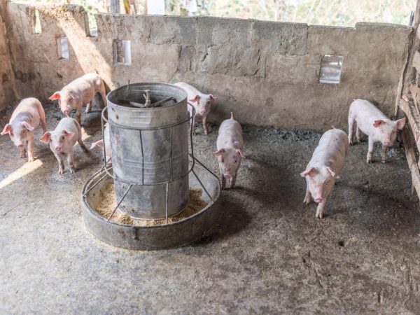 Mga Pakain ng Baboy