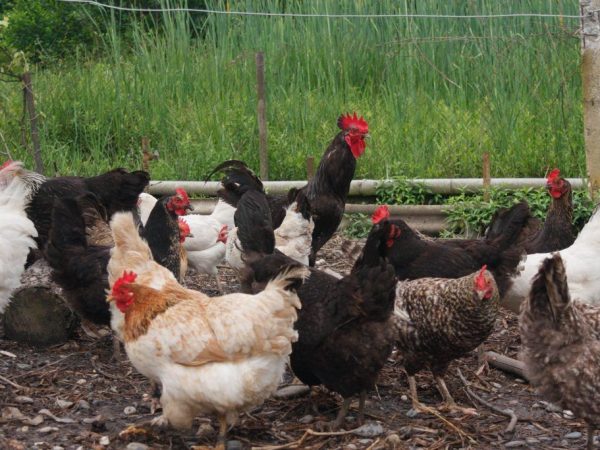 Pagkain ng buto at karne at buto para sa mga manok