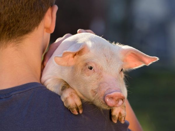 Ang paglaki ng baboy ay nakasalalay sa nilalaman