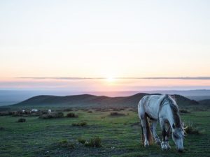 Kabayo ng Mongolian