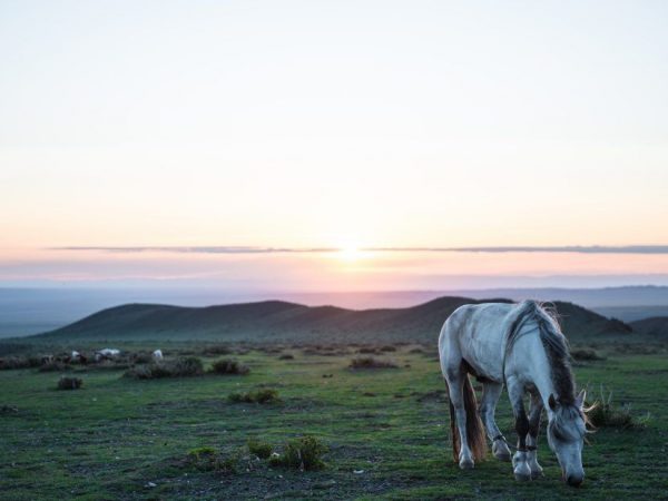 Cheval mongol