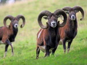 Mga katangian ng bundok na Mouflon