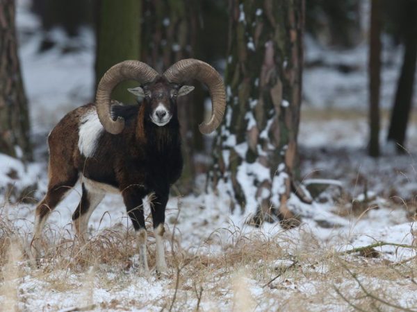 Asyano Mouflon