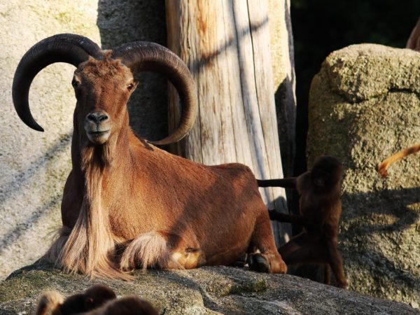 European Mouflon