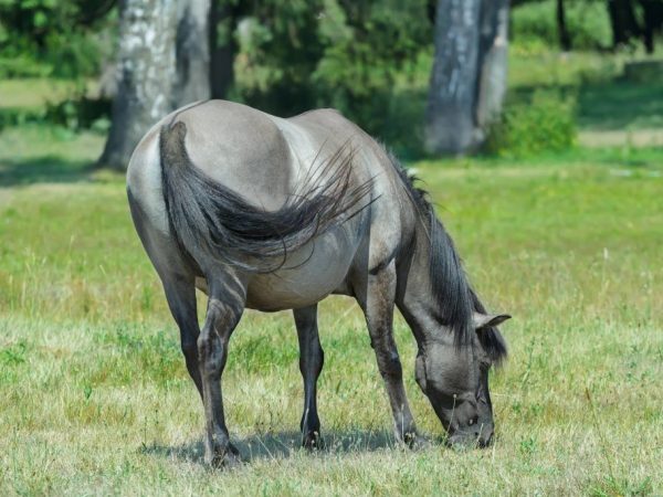 Cheval souris