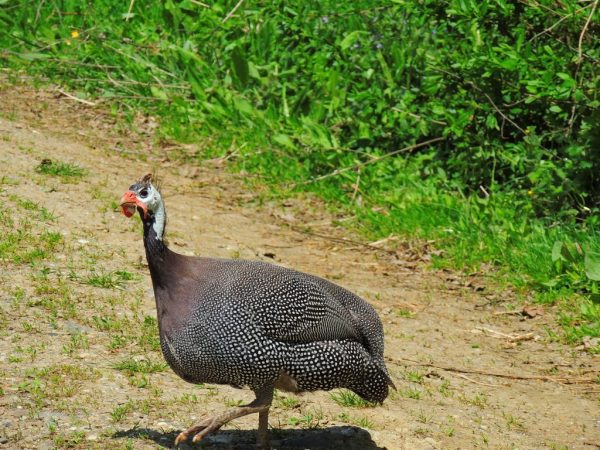 Paglalarawan ng karaniwang guinea fowl