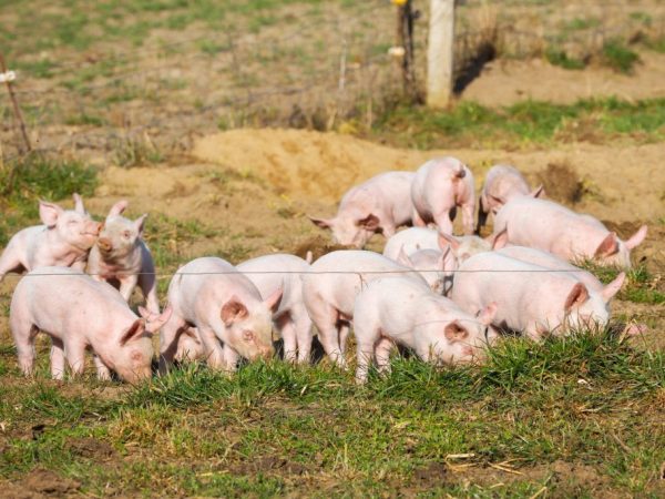 Nourrir les porcs à la maison