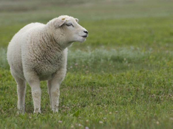 Mga tampok ng lahi ng Texel