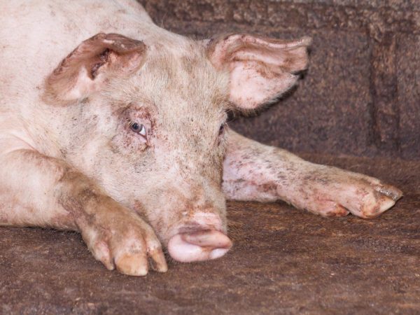 Pig Pasteurellosis