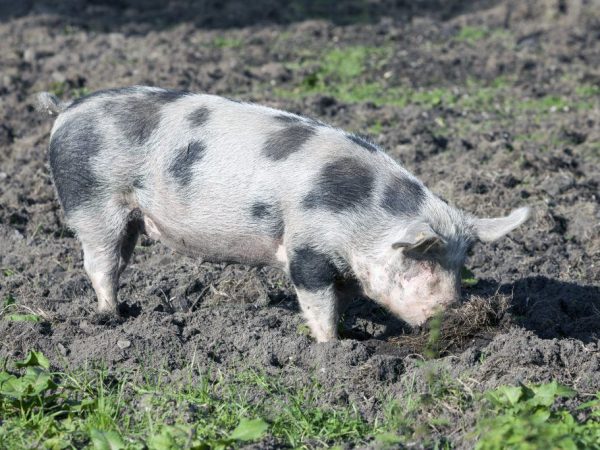 Hilagang Caucasian lahi ng mga baboy