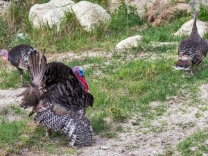 Pagtatae sa domestic turkeys