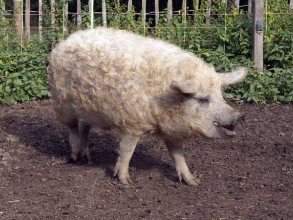 Maďarská Mangalitsa